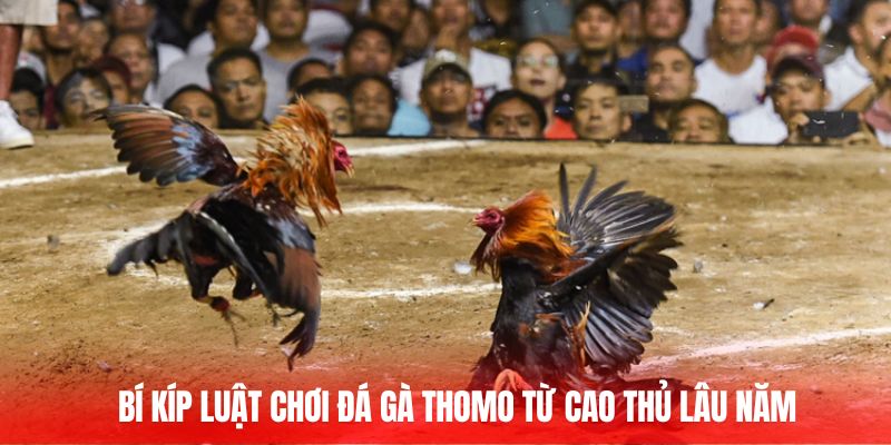 Bí kíp luật chơi đá gà Thomo từ cao thủ lâu năm