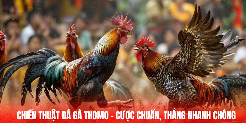 Chiến thuật đá gà Thomo – Cược chuẩn, thắng nhanh chóng