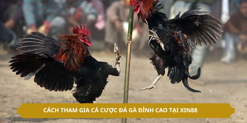 Cách tham gia cá cược đá gà đỉnh cao tại XIN88 