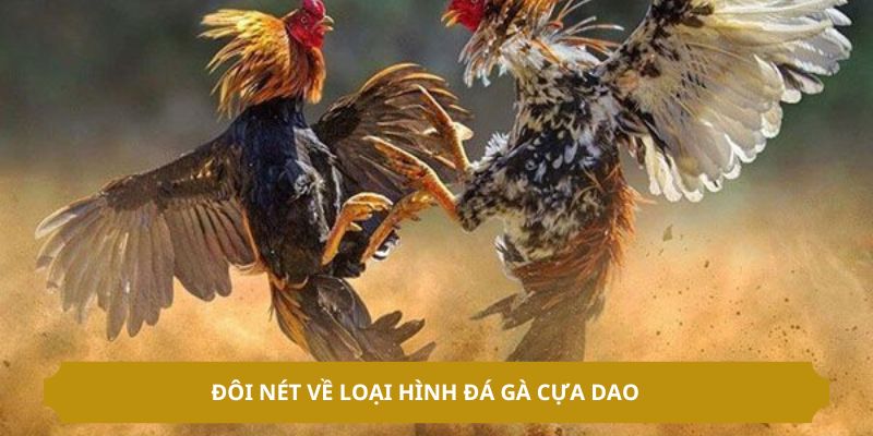 Đôi nét về loại hình đá gà cựa dao 