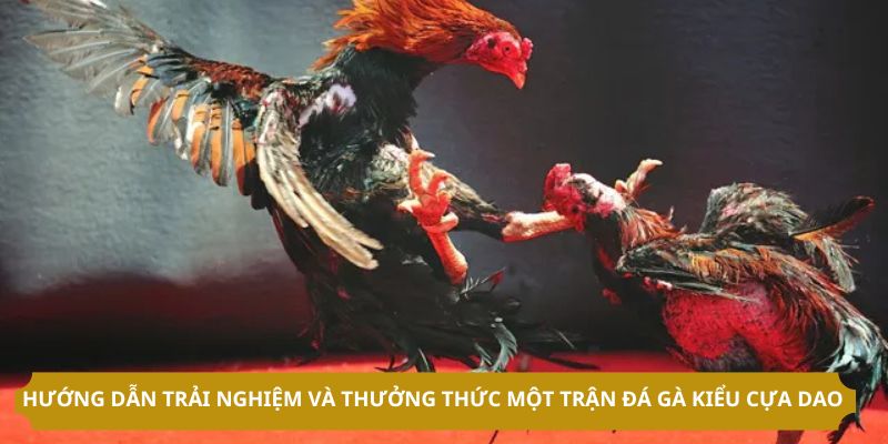 Hướng dẫn trải nghiệm và thưởng thức một trận đá gà kiểu cựa dao 