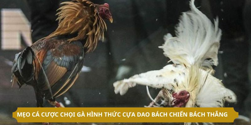 Mẹo cá cược chọi gà hình thức cựa dao bách chiến bách thắng 