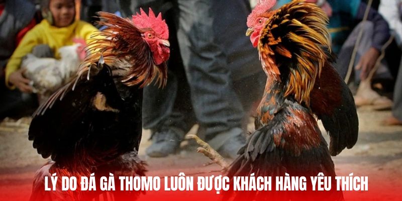 Lý do đá gà Thomo luôn được khách hàng yêu thích